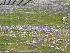 Krokusblüte auf der Wiese